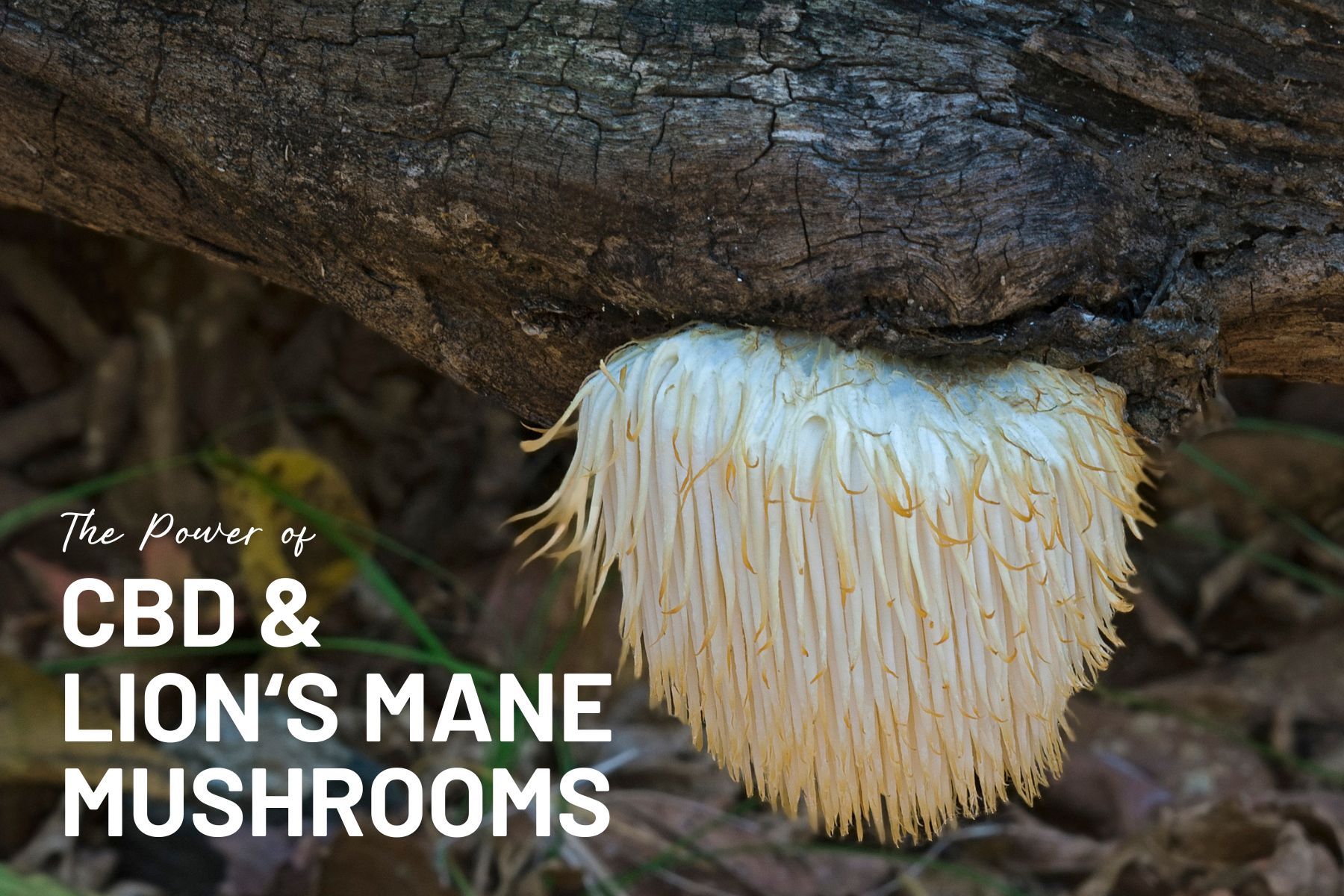 Boost Your Wellness with CBD and Mother Earth’s Lion's Mane Capsules: Unleash the Power of Nature's Functional Mushrooms!